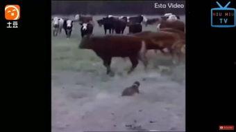 牛牛在在线视频